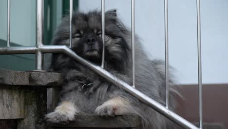 a-fluffy-tired-keeshond-is-lying-on-the-stairs-in-front-of-the-house