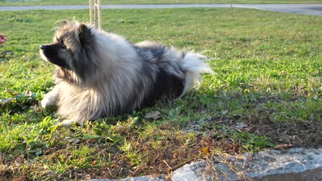 a-beautiful-keeshond-dog-does-a-trick-roll-on-a-green-meadow-and-gets-a-treat-while-the-sun-is-shining