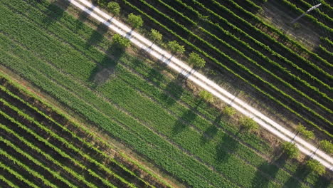 Rotating-aerial-view-of-a-perfectly-shaped-vineyard-on-the-Chianti-area-of-Frescobaldi