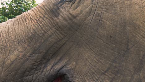 Extreme-Close-Up-Shot-Of-An-Elephant-Eating-In-The-Sanctuary-In-Chiang-Mai,-Thailand