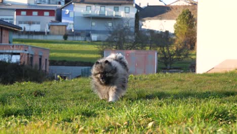 happy-keeshond-dog-runs-towards-the-owner-on-a-green-meadow