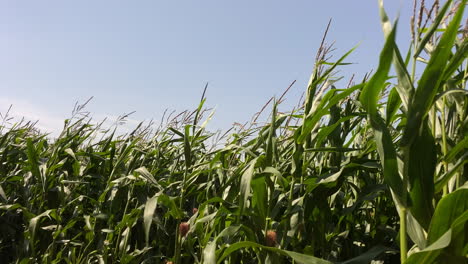 An-agricultural-crop-of-Maize-blowing-inthe-wind-on-a-sunny-day-in-the-UK