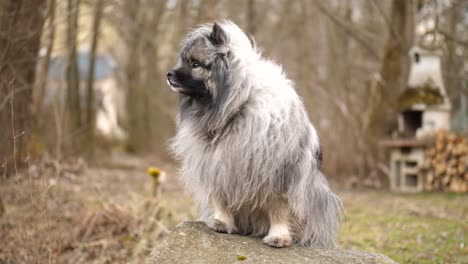 a-majestic-fluffy-keeshond-dog-sitting-on-a-rock
