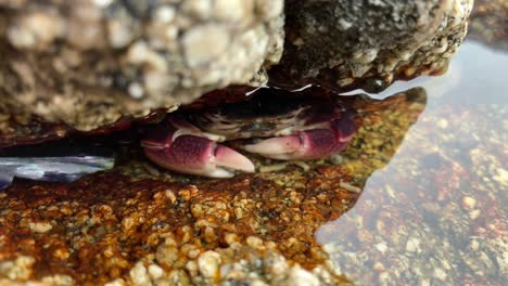 Crab-hiding-under-rocks-scavenging-for-food.-4K