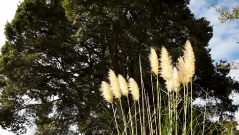 Langes-Gras-In-Einem-Park-In-Neuseeland
