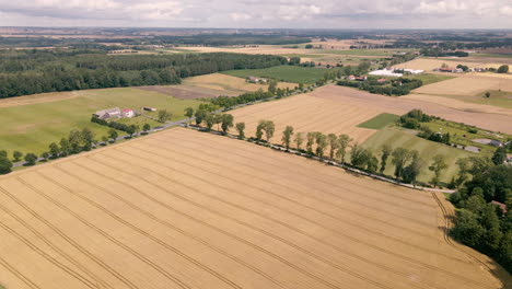 Aerial-view-over-beautiful-flat-grid-farmland-and-huge-fields-with-road-lined-by-trees