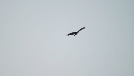 An-Eagle-Soaring-High-In-The-Gray-Sky-In-Kyoto,-Japan---low-angle-shot