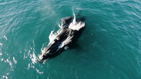 Whales-Comming-Up-to-Breath-on-the-surface---wide-Shot-Slowmo