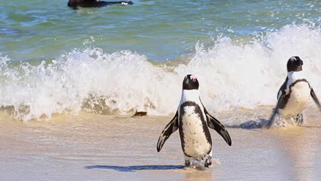 Adorable-African-Penguins-on-Boulder's-Beach,-Simonstown,-South-Africa---close-up