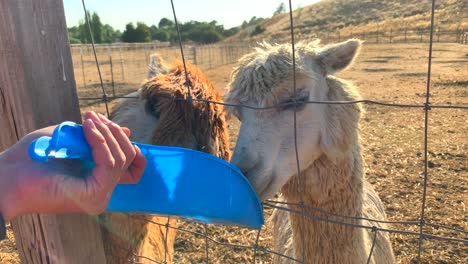 Two-different-colored-llamas-touching-heads-and-sharing-food-off-a-tray