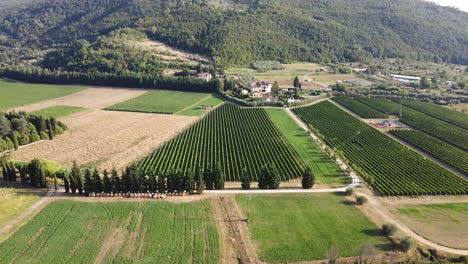 Flying-over-zooming-in-aerial-view-of-a-perfectly-shaped-vineyard-on-the-Chianti-area-of-Frescobaldi