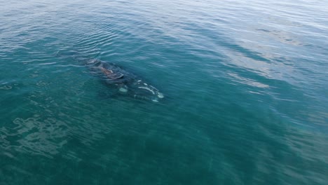 Wide-shot-of-a-Beautiful-Whale-Swimming-Peacefully-close-to-his-calf---Aerial-Shot