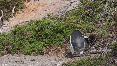Un-Hermoso-Pingüino-Africano-Parado-Junto-A-Su-Nido-En-La-Playa-De-Boulder,-Sudáfrica---De-Cerca