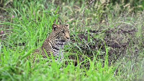 Afrikanischer-Leopard-Schaut-Sich-Um-Und-Sitzt-Auf-Dem-Grasland-Im-Privaten-Wildreservat-Sabi-Sands,-Südafrika