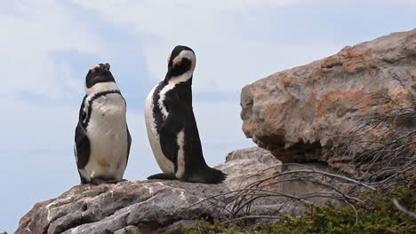 Un-Par-De-Pingüinos-Africanos-Del-Cabo-Acicalándose-Y-Parados-En-Las-Rocas-En-La-Bahía-De-Betty,-Sudáfrica