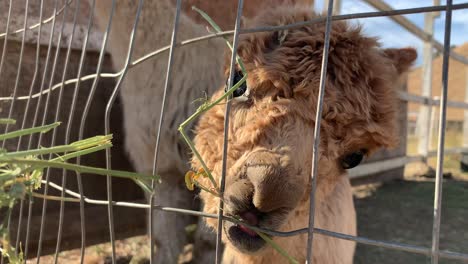 Super-cute-baby-alpaca-eating-green-leaves-at-the-farm