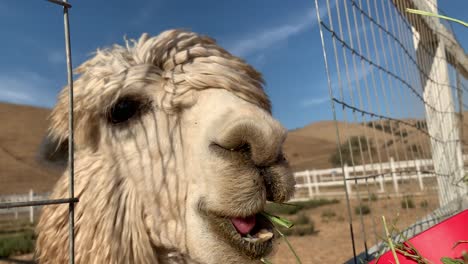Llama-chowing-down-on-alfalfa-leaves-from-a-red-bucket