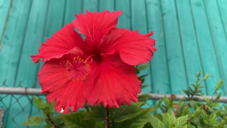 A-single-red-hibiscus-flower-on-a-contrasting-aqua-marine-colored-background