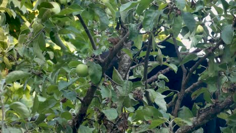 Close-up-of-black-bear-reaching-and-eating-apples-high-a-top-an-apple-tree-on-Vancouver-Island-BC-Canada