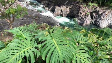 The-Boiling-Pots-of-Wailuku-River-in-Hilo,-Big-Island,-Hawaii