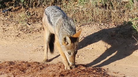 A-Black-backed-Jackal-Feeding-On-The-Ground-In-Addo-Elephant-National-Park,-South-Africa---close-up