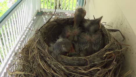 Three-adorable-week-old-baby-Robins-rest-with-heads-on-edge-of-nest