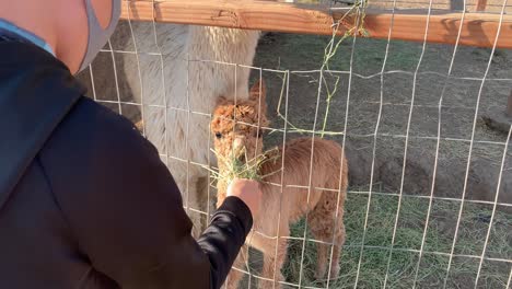 Adorable-baby-alpaca-chewing-on-green-alfalfa-leaves-held-by-a-young-boy-wearing-a-mask