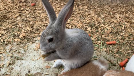 Cute-little-grey-rabbit-with-big-floppy-ears-washing-its-face-and-licking-its-hands