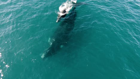 Big-Whale-and-his-Calf-Swimming-in-the-surface---Aerial-Shot-Slowmotion