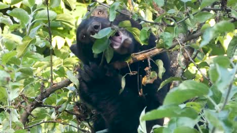 Close-up-of-black-bear-chewing-on-a-branch-looking-for-apples-from-a-apple-tree-on-Vancouver-Island-BC-Canada