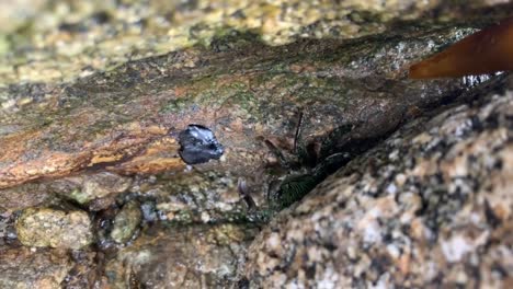 Small-crabs-hiding-between-rocks