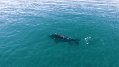 Aerial-Zoom-in-shot-of-two-Whales-mother-and-calf---Slowmotion
