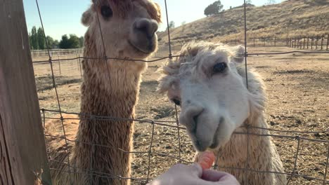 Two-different-colored-Llamas-being-fed-carrot-sticks