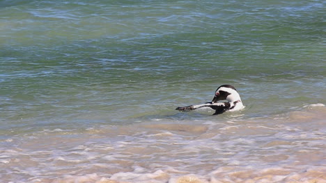 An-African-Penguins-Swimming-In-Boulders-Beach,-Simonstown,-South-Africa---medium-shot