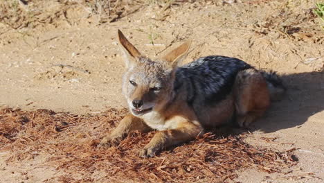 A-Black-backed-Jackal-Munching-While-Resting-On-The-Ground-In-Addo-Elephant-National-Park,-South-Africa---close-up