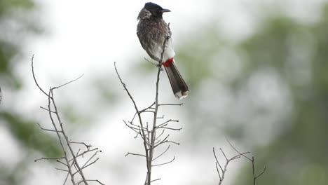 Red-Vented-Bulbul-Chilling-on-tree-UHD-mp4-4k-