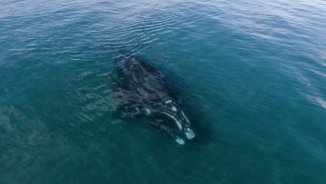 a-Mother-Whale-with-her-Calf-Swimming-Peacefully-Aerial-Shot-Slow-motion