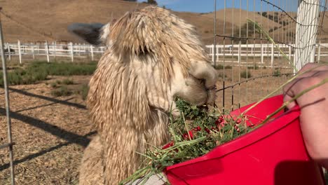 Llama-chomping-on-big-chunks-of-alfalfa-leaves-at-a-farm