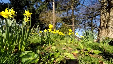 Daffodils-in-bright-sunlight-and-blowing-in-the-wind