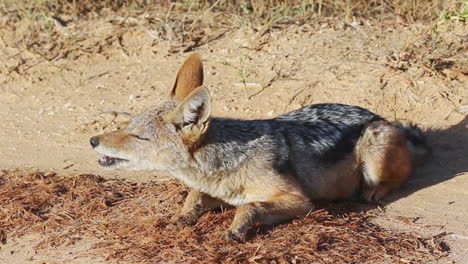 Black-backed-Jackal-Chewing-Its-Food-In-Addo-Elephant-National-Park,-South-Africa---close-up