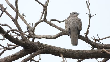 Oriental-turtle-dove-in-tree-UHD-Mp4-4k-