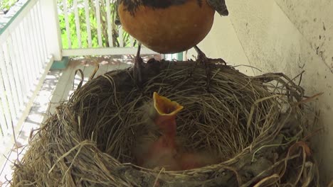 Tiny-baby-Robin-eats-moth-in-the-nest,-provided-by-mother-Robin
