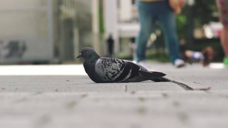 A-Rock-Pigeon-Sitting-On-The-Stone-Pavement-With-People-Walking-On-The-Background-In-Tokyo,-Japan