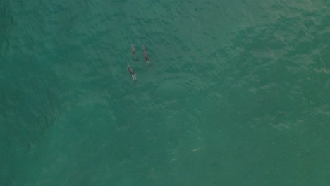 Delfine-Spielen-Und-Tauchen-Im-Blauen-Wasser-Mit-Minihaien-An-Der-Küste-Australiens,-Gesehen-Von-Einer-Drohne-An-Einem-Ruhigen-Sonnigen-Tag