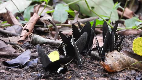 Schmetterlingsgruppe-Im-See-Uhd-Mp4-4k