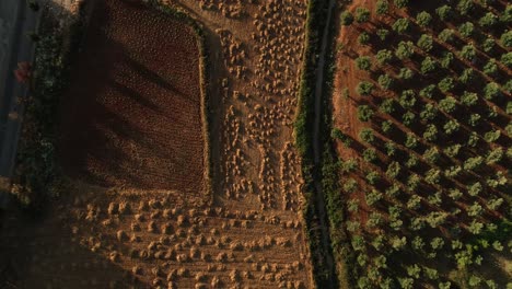 Top-aerial-drone-view-of-dry-wheat-field-at-sunset-in-north-of-Lebanon