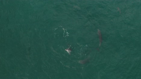 Dolphins-playing-at-the-coast-of-Australia-in-the-blue-ocean-seen-from-a-drone-on-a-calm-sunny-day