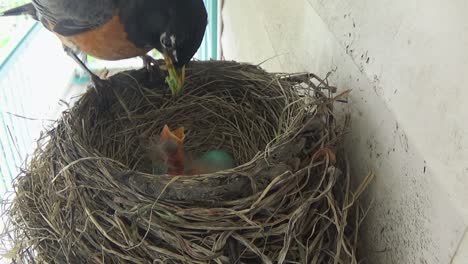 Two-cute-tiny-Robin-babies-beg-for-food-from-mom-in-nest-with-two-eggs