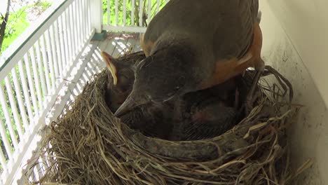 Adorable-week-old-baby-Robins-complain-as-mom-cleans-her-urban-nest