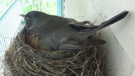 Mother-Robin-checks-on-her-brood-and-then-settles-back-onto-her-nest